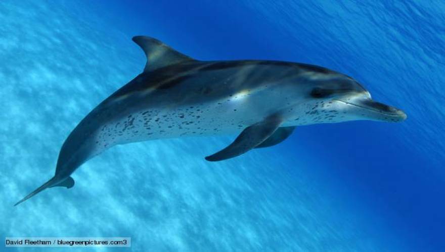 A whale is than a dolphin. Полосатый Дельфин. Покажи дельфина. Крестовидный Дельфин. Дельфина Бельгийская.