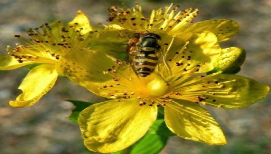 Βαλσαμόχορτο