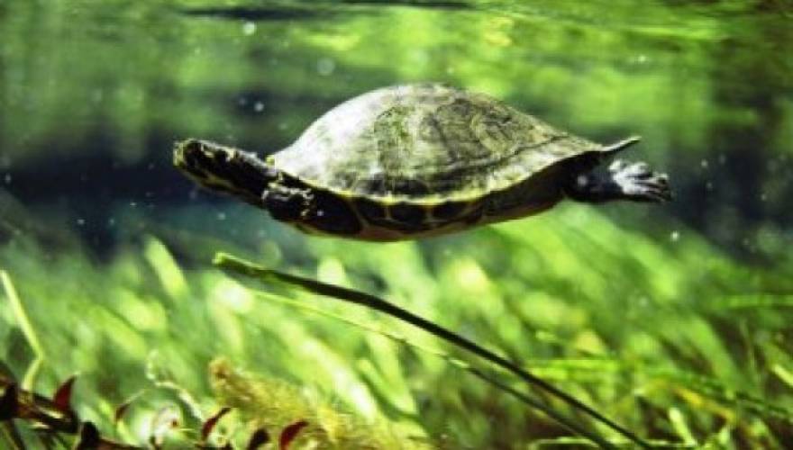 Черепахи в озерах. Красноухая Болотная черепаха. Морская Болотная черепаха. Красноухая Пресноводная черепаха. Красноухая черепаха плавает.