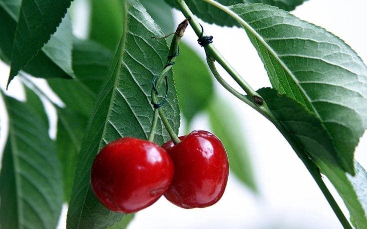 κεράσια