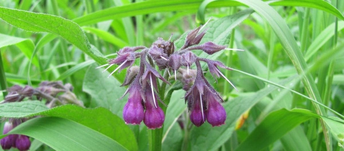 βότανο άγχος