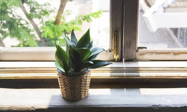 Φυτά εσωτερικού χώρου και υγεία