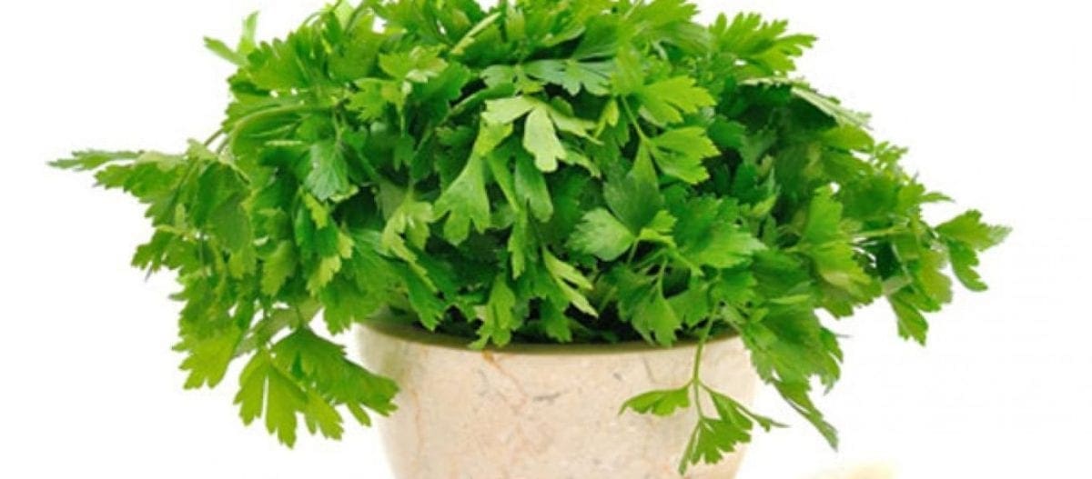 οφέλη του μαϊντανού