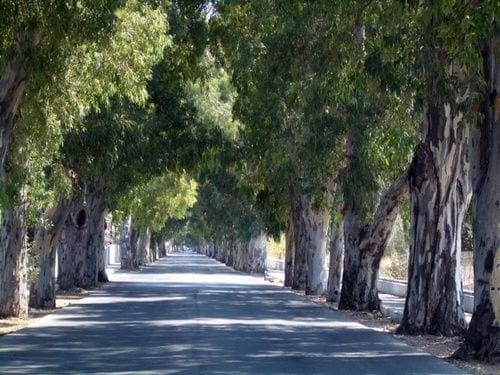 Eucalyptus Street Kolympia