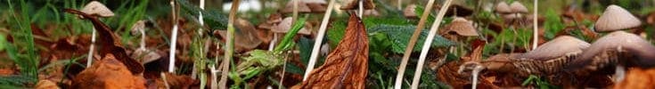Τα παραισθησιογόνα μανιτάρια και ο ρόλος τους στην ψυχική υγεία