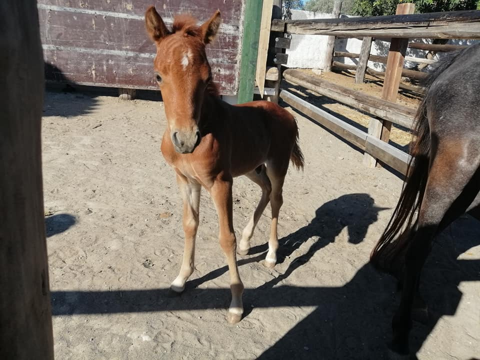 Newborn Rhodian Horse 
